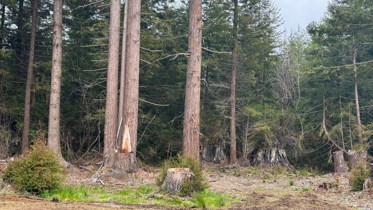 Photo of Outdoor in Crescent City
