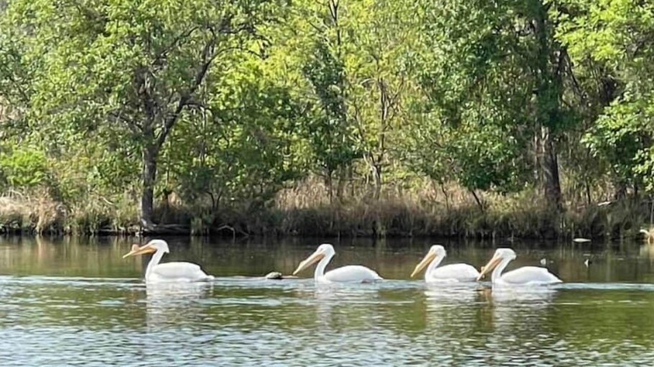 Photo of Others in Buchanan Dam