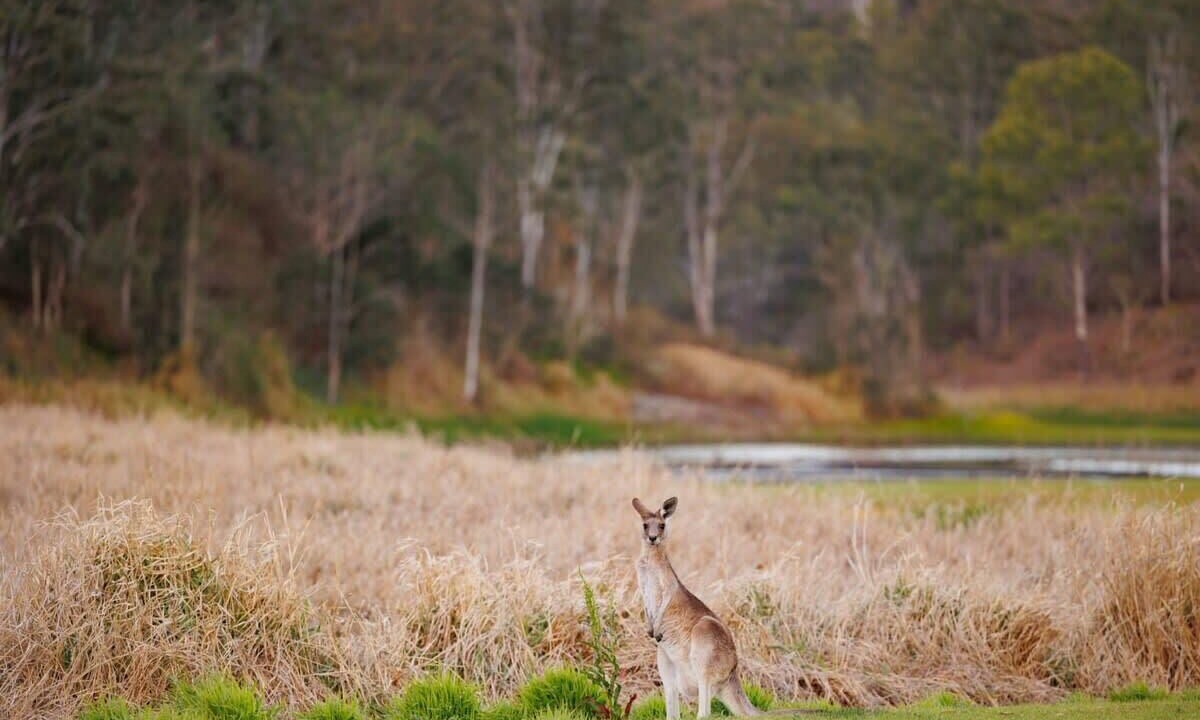 Photo of Others in Kooralbyn