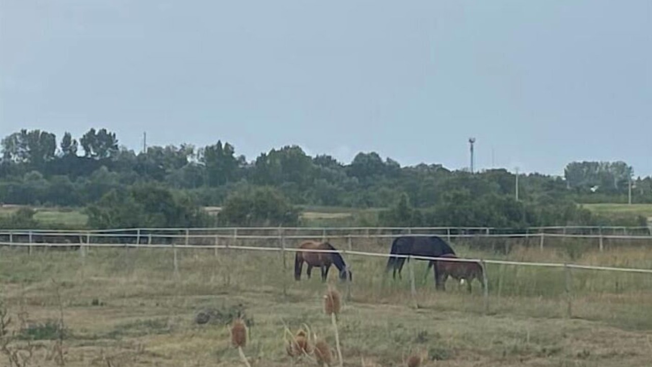 Photo of Others in Bourcefranc-le-Chapus