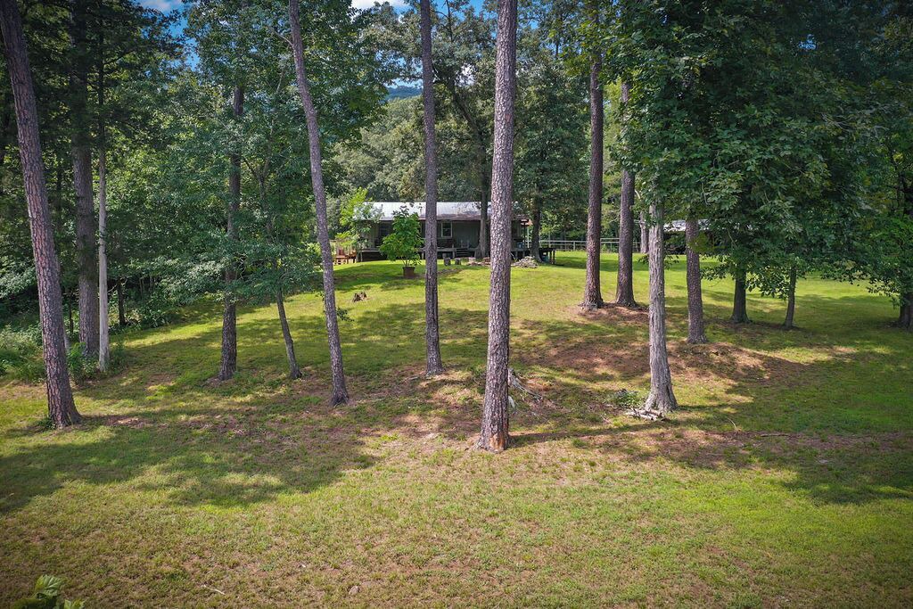 Photo of Outdoor in Deer