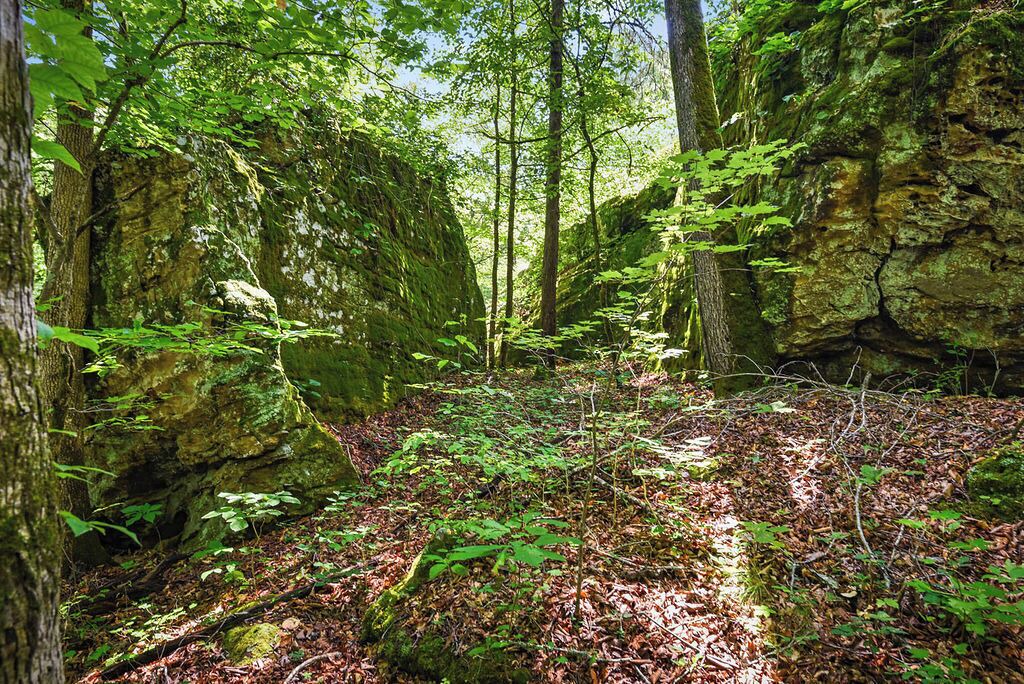 Photo of Outdoor in Deer