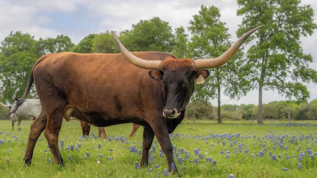 Photo of Others in Round Top