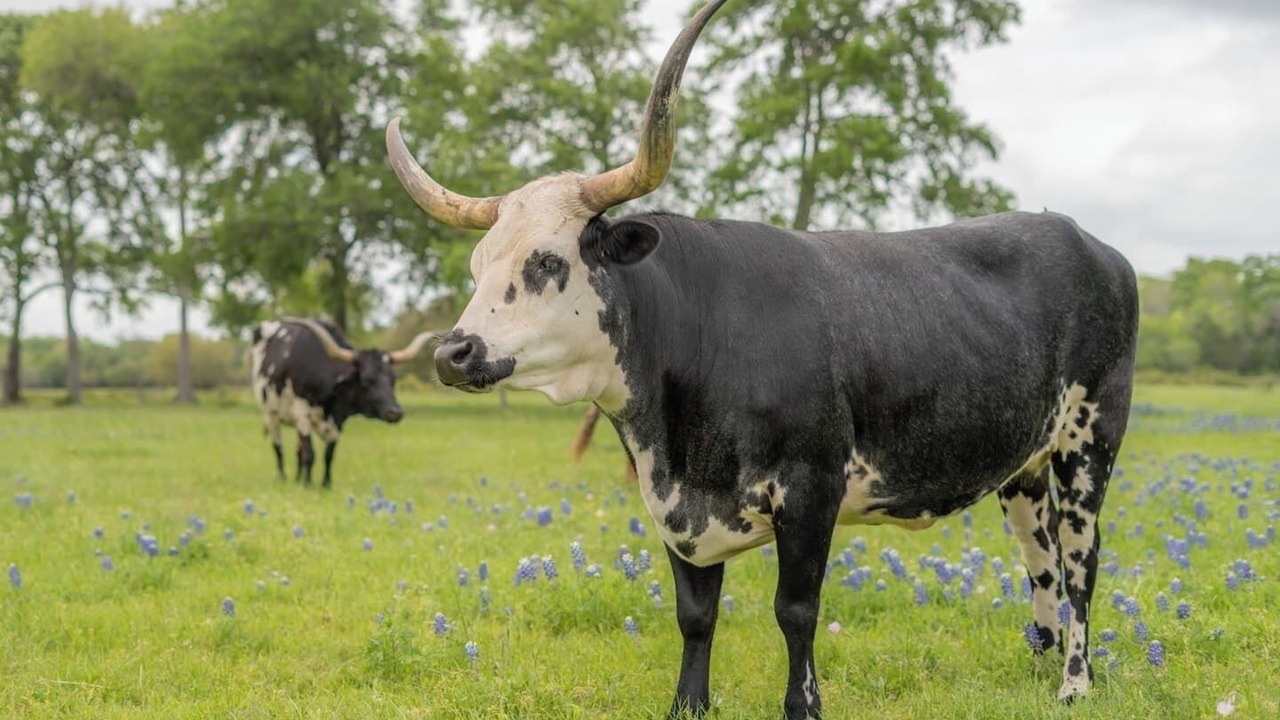 Photo of Others in Round Top