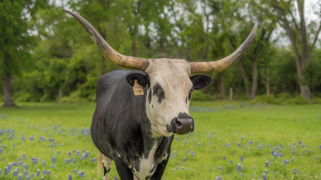 Photo of Others in Round Top