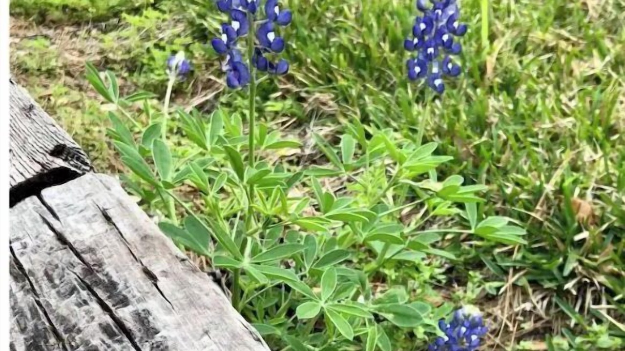 Photo of Outdoor in Chappell Hill