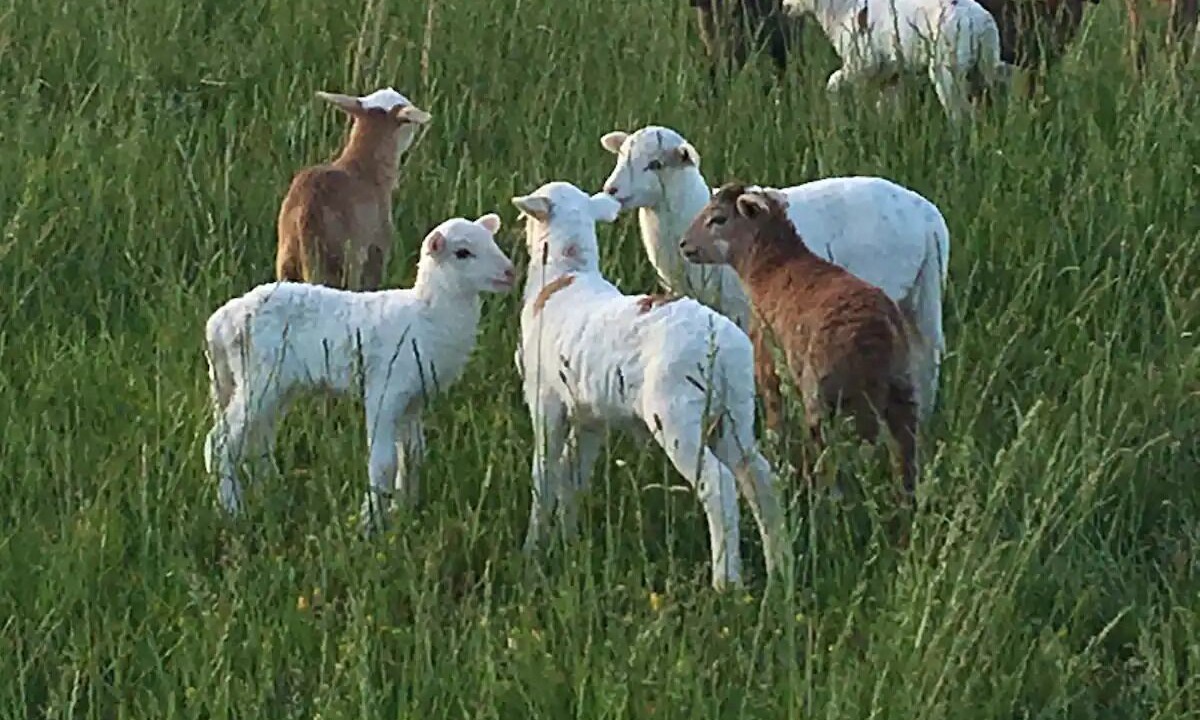 Photo of Others in Lebanon