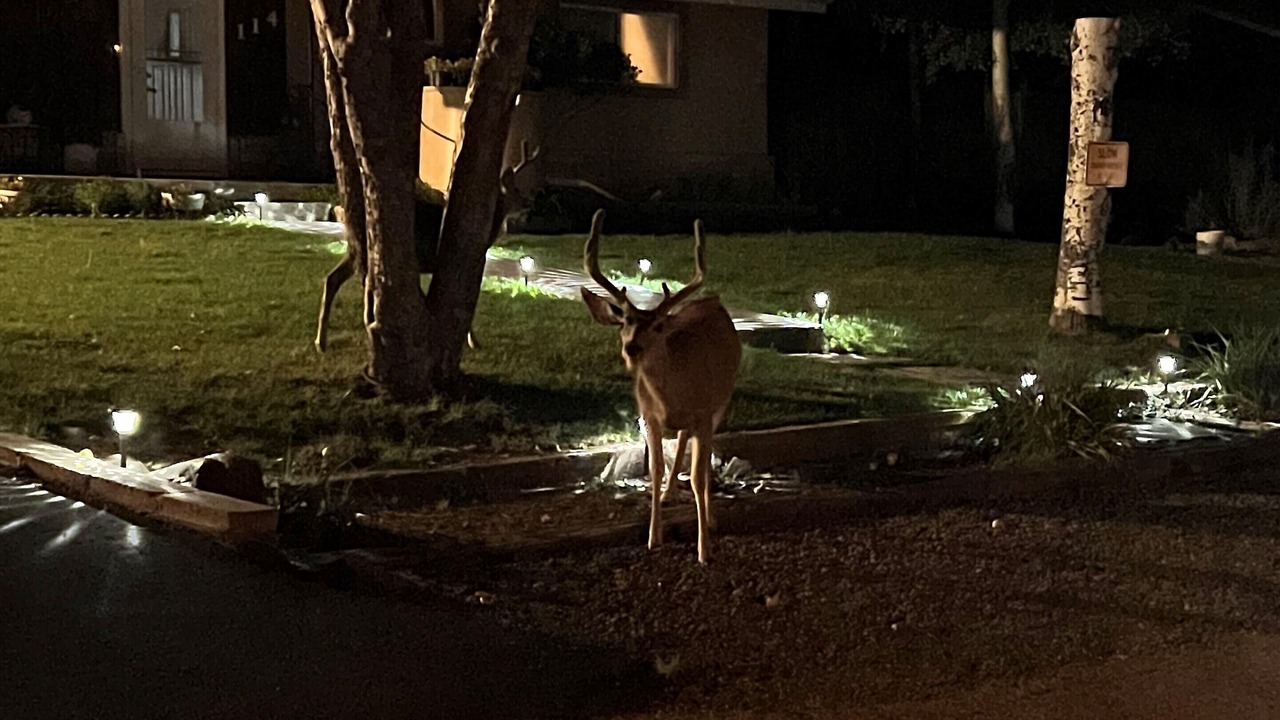 Photo of Outdoor in Ruidoso