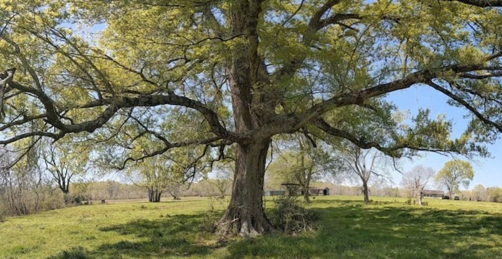 Photo of Others in Nacogdoches