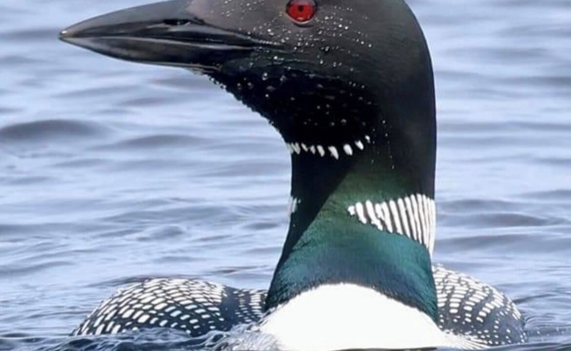 Photo of Others in Hartland