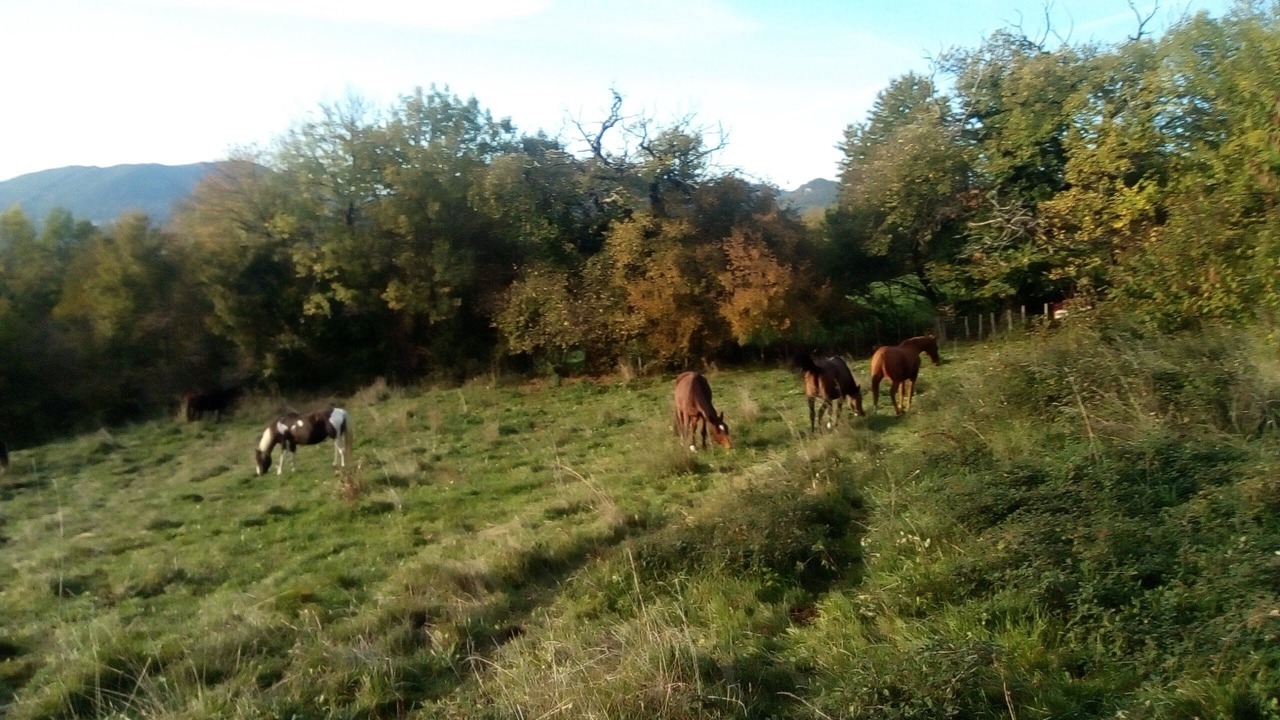 Photo of Others in Saint-Julien-de-Raz