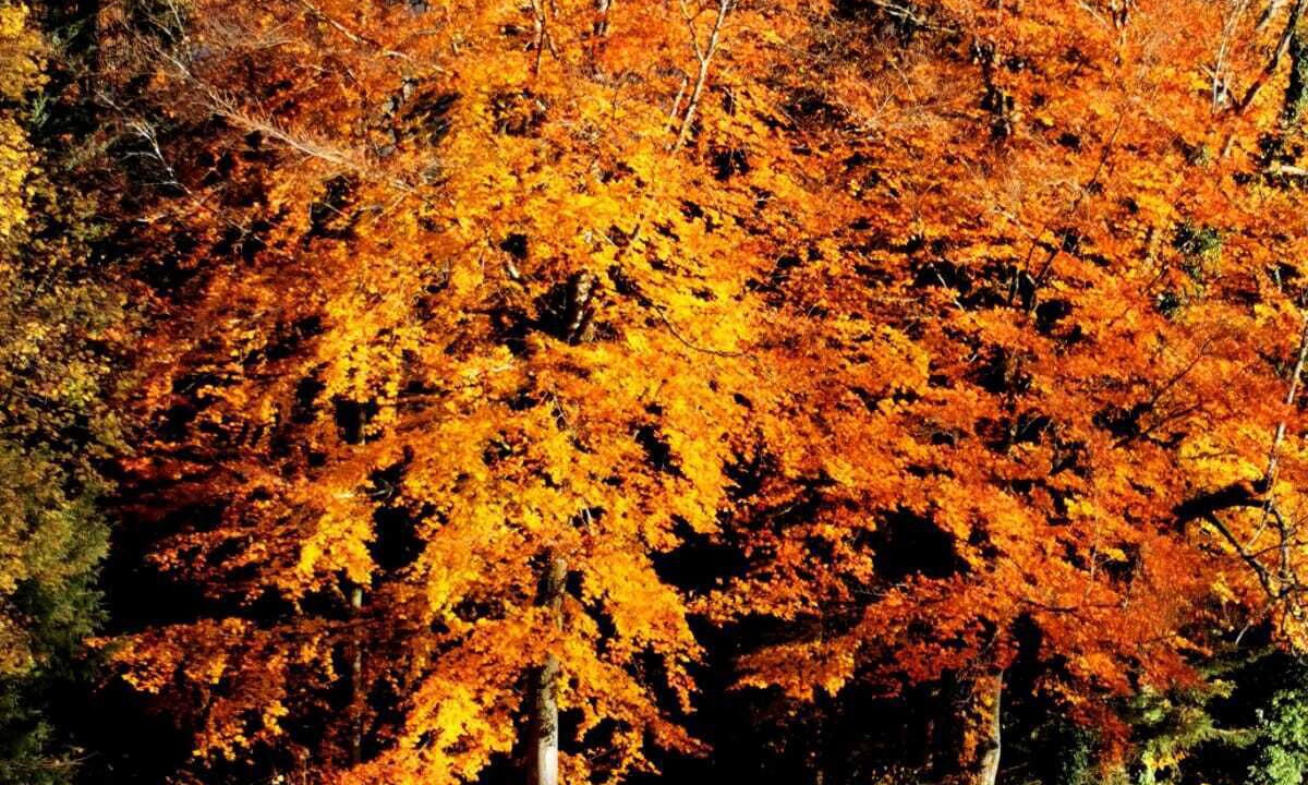 Photo of Others in Saint-Julien-de-Raz