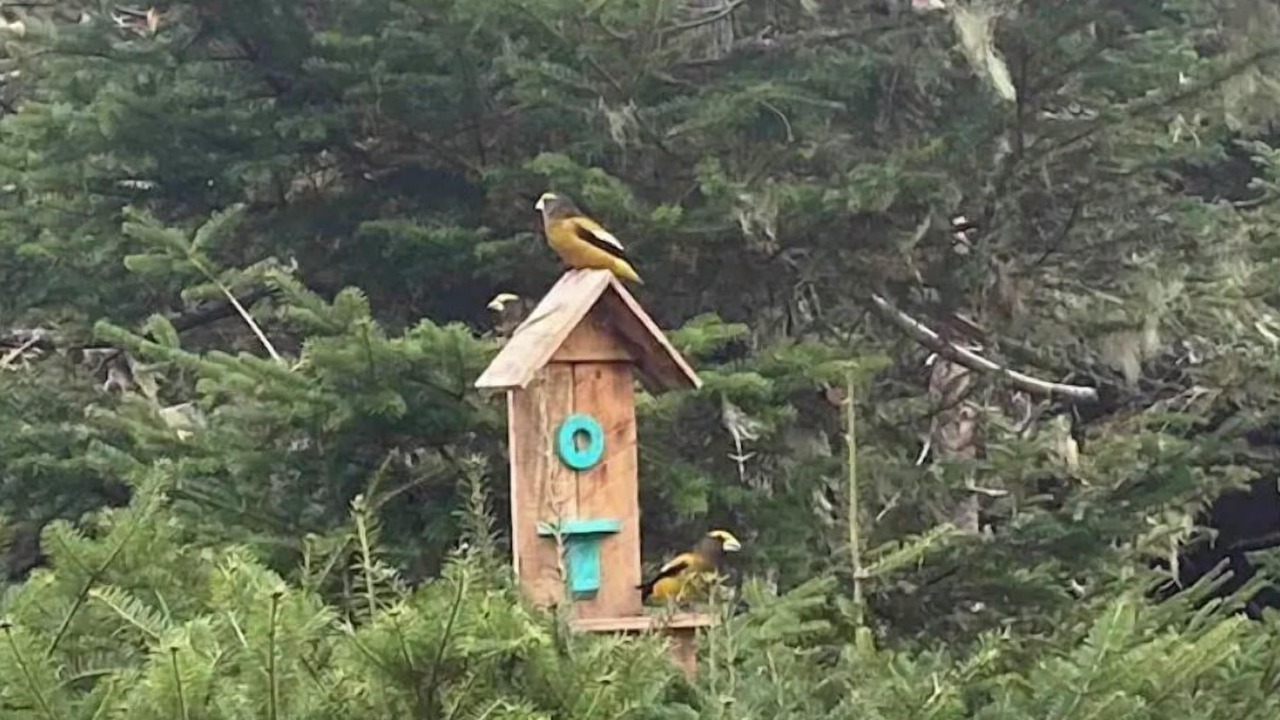 Photo of Outdoor in Avondale