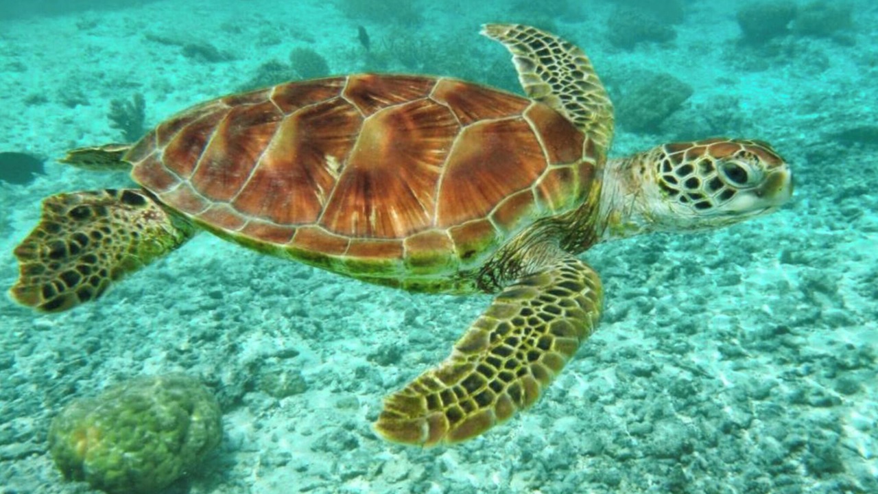 Photo of Others in Marigot