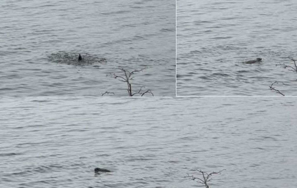 Photo of Others in East Machias