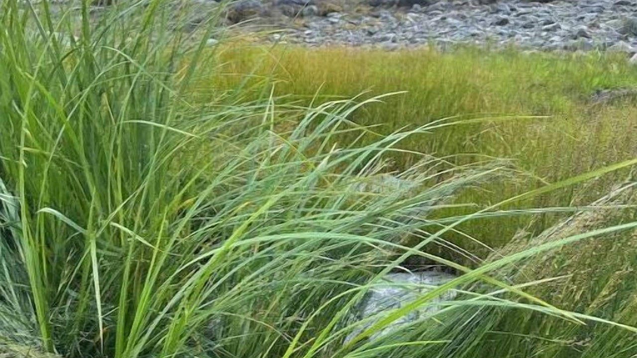 Photo of Others in East Machias