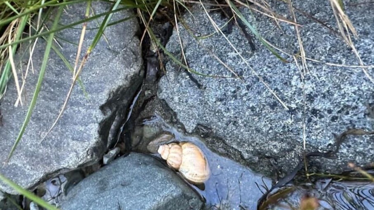 Photo of Others in East Machias