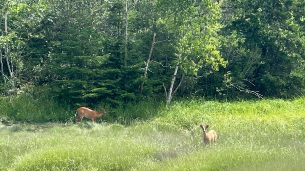 Photo of Others in East Machias