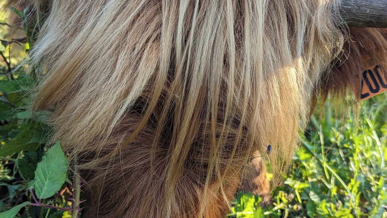 Photo of Others in Corseul