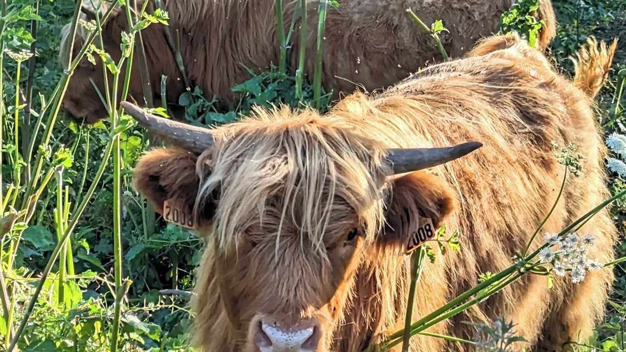 Photo of Others in Corseul