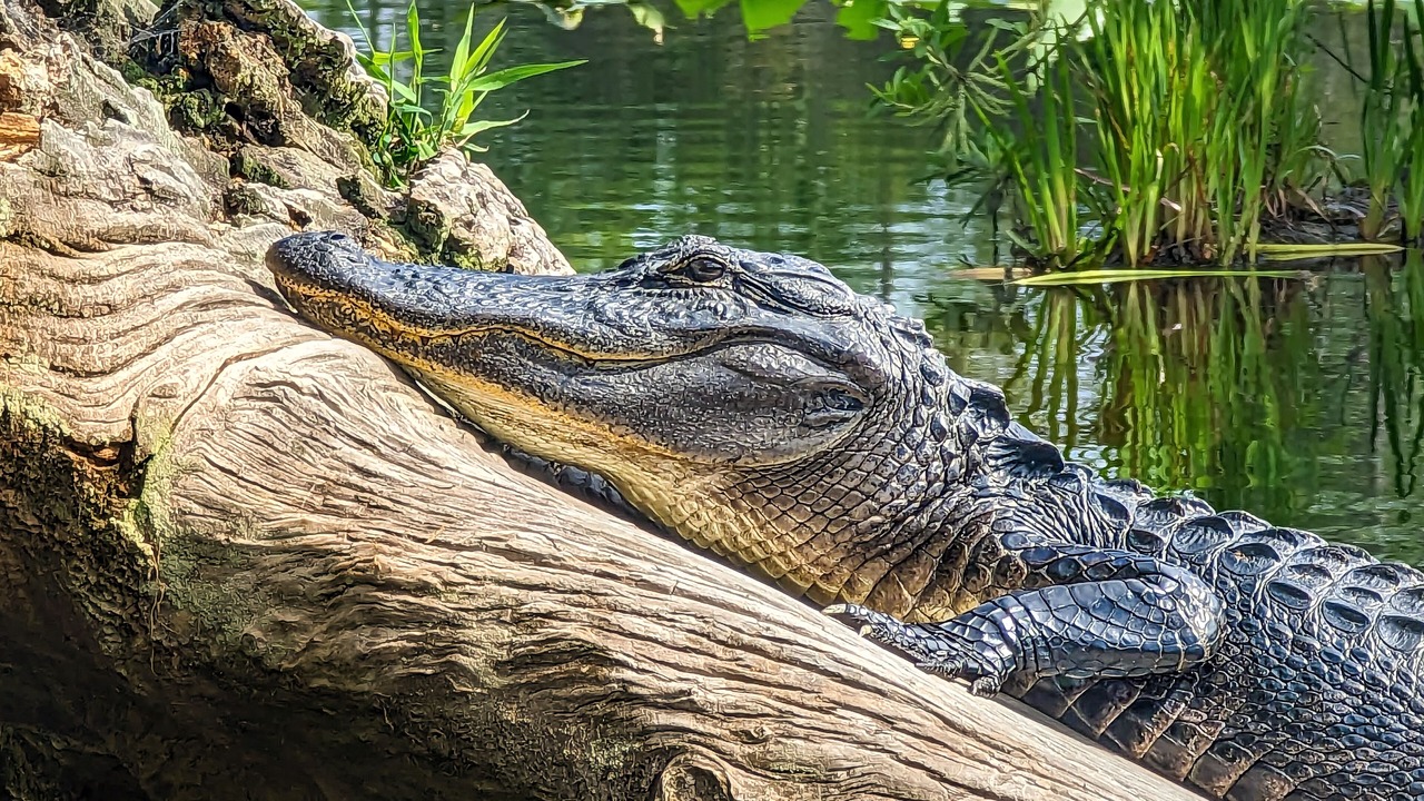 Photo of Outdoor in Jennings