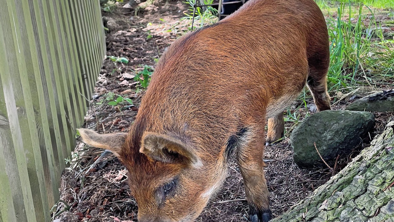 Photo of Outdoor in Alford