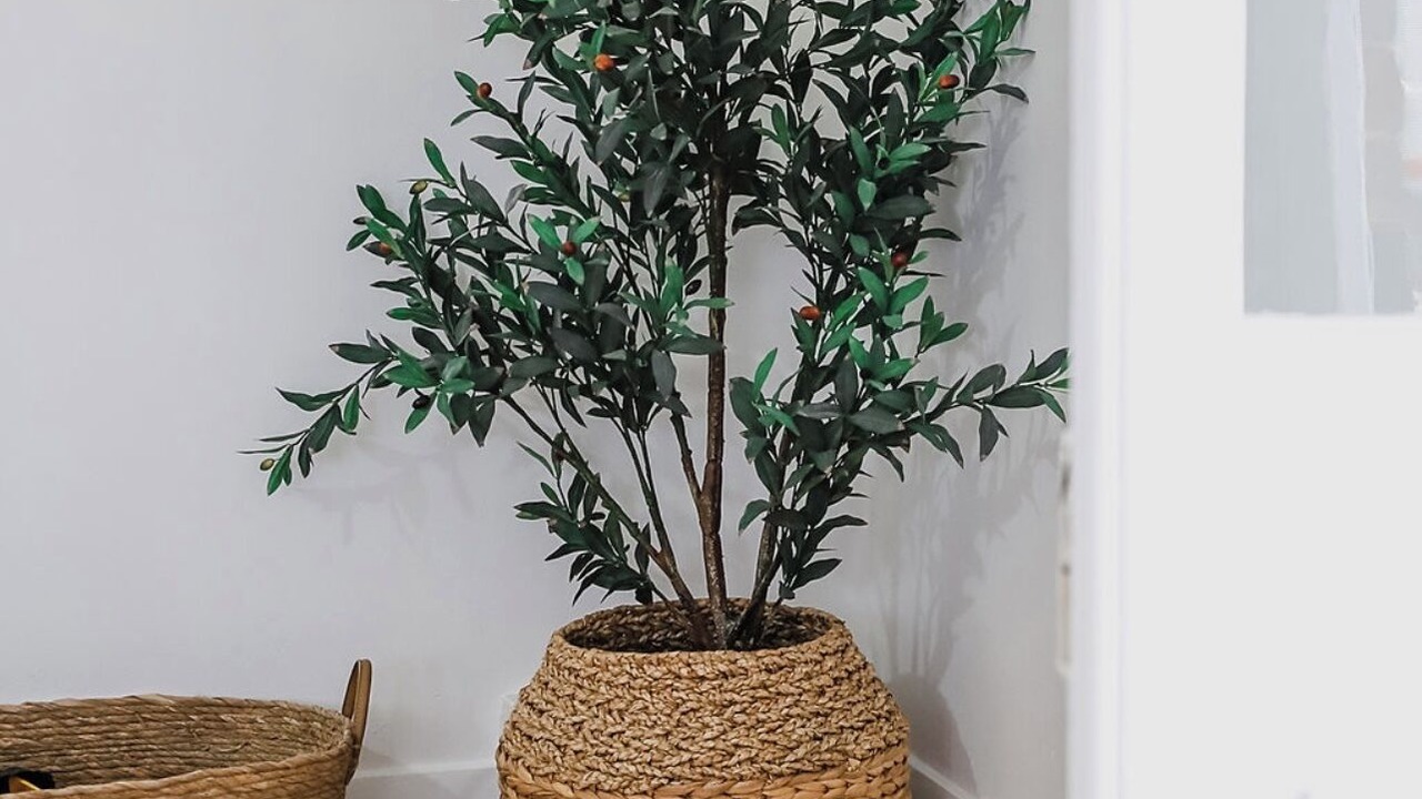 Photo of Others in Central Mudgee