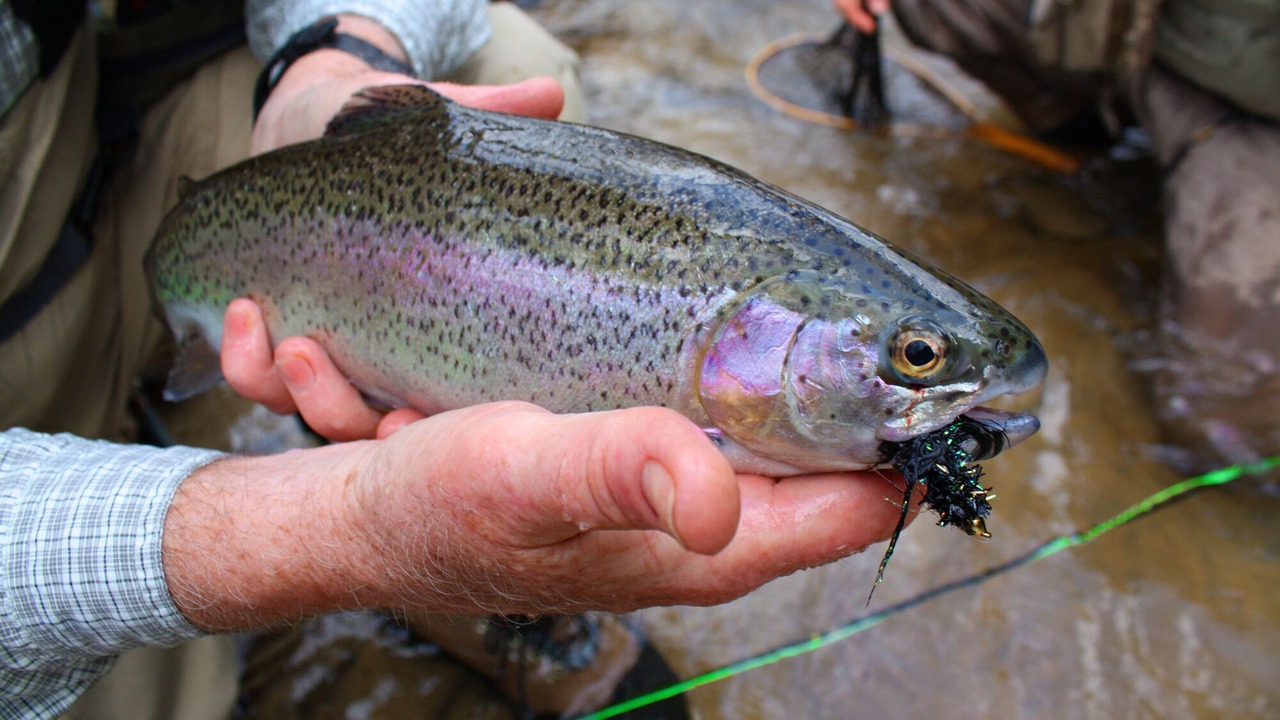 Photo of Others in Tellico Plains