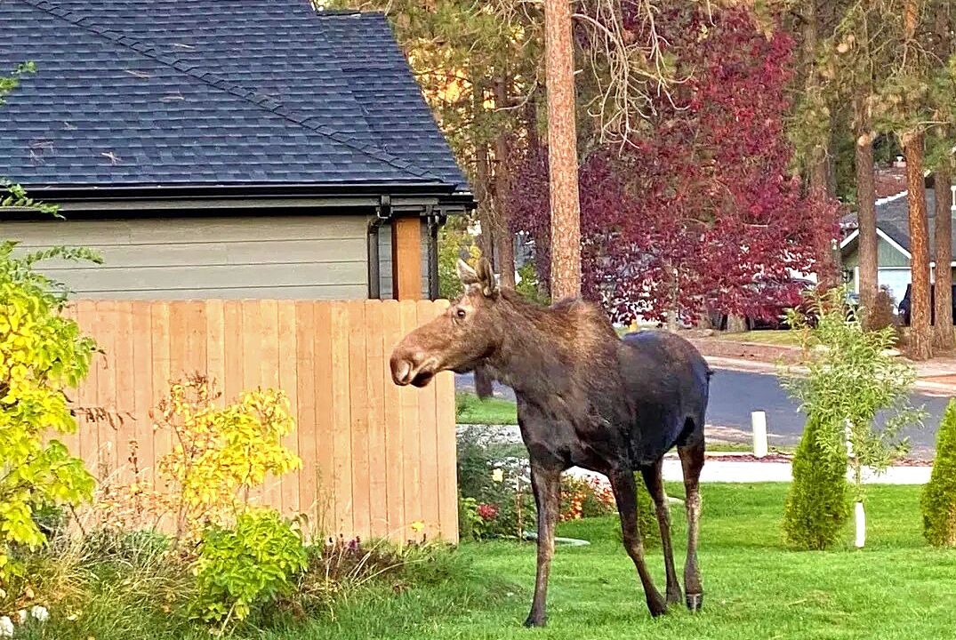 Photo of Others in Nine Mile Falls