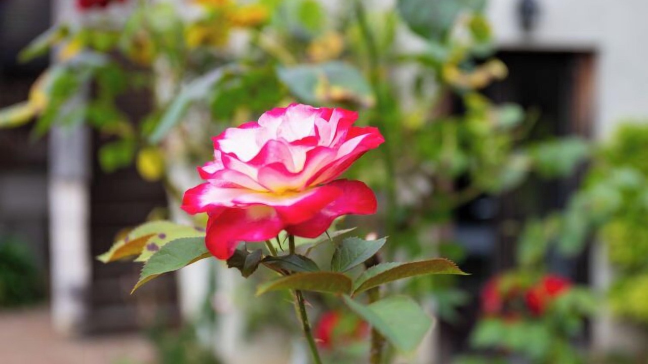 Photo of Others in Touques