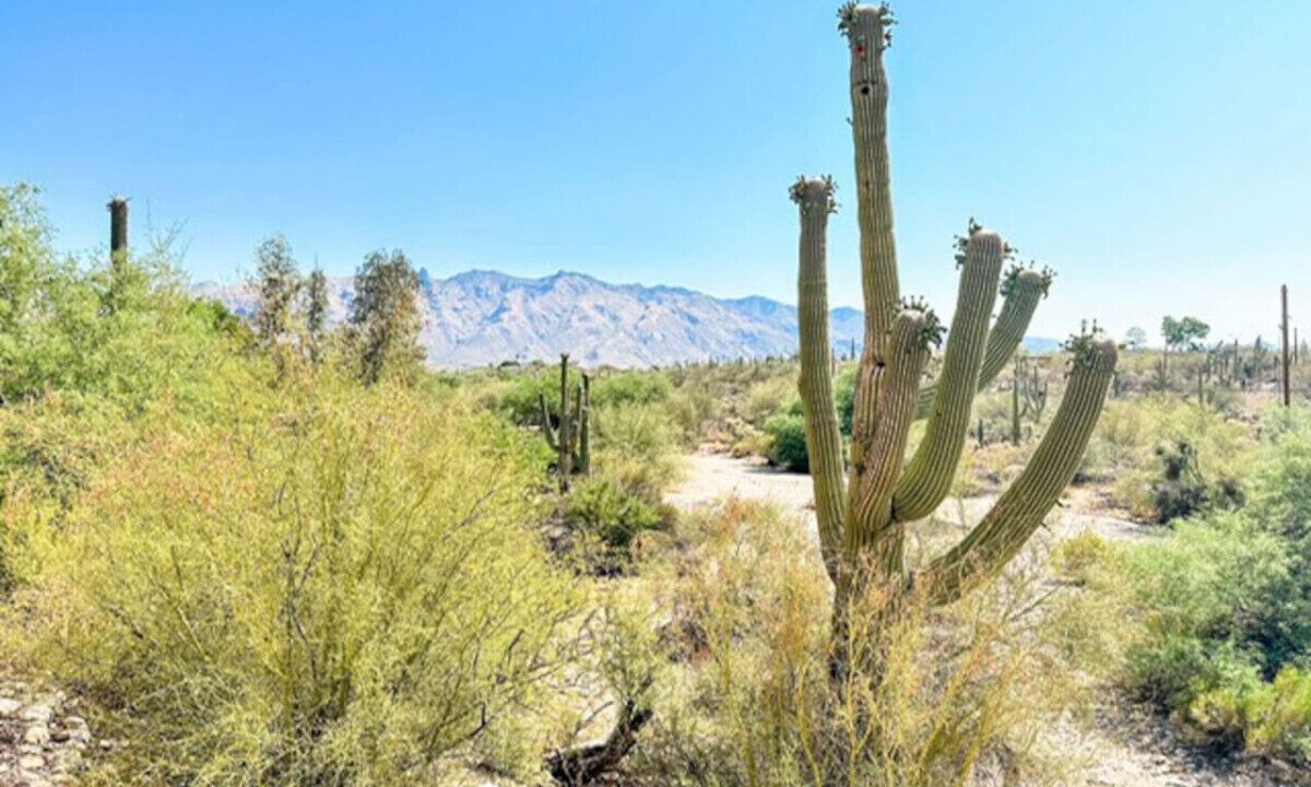 Photo of Others in Catalina Foothills Estates