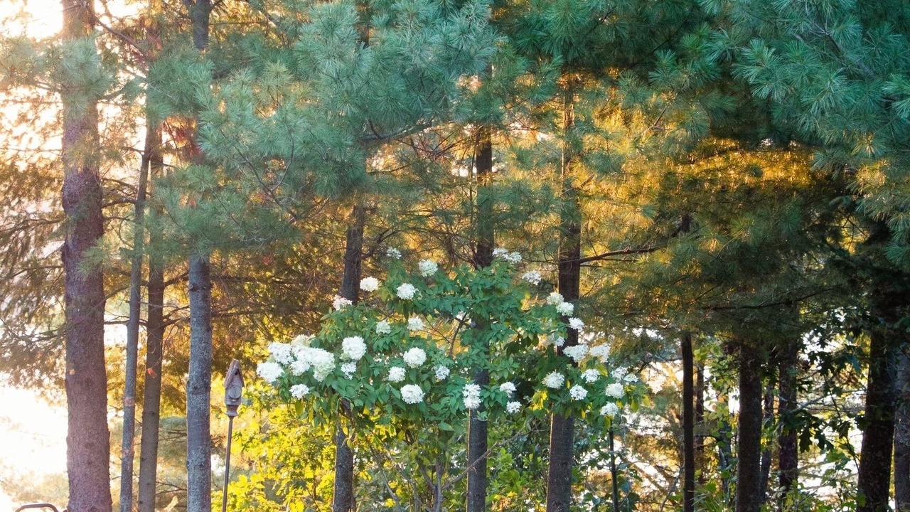 Photo of Outdoor in Markville