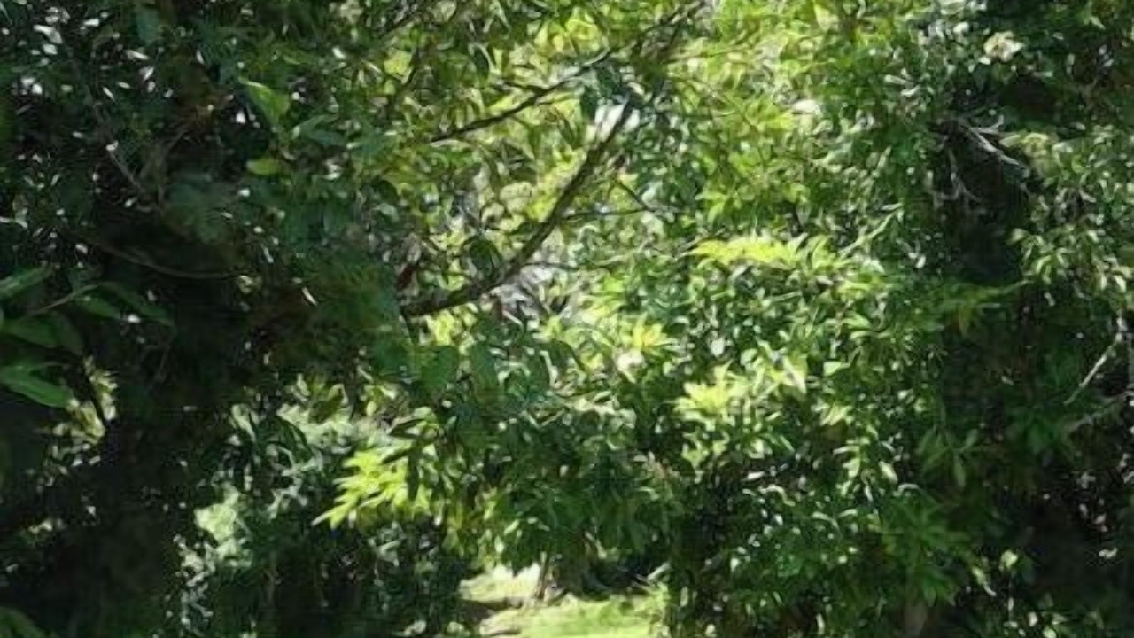 Photo of Outdoor in Cuguron