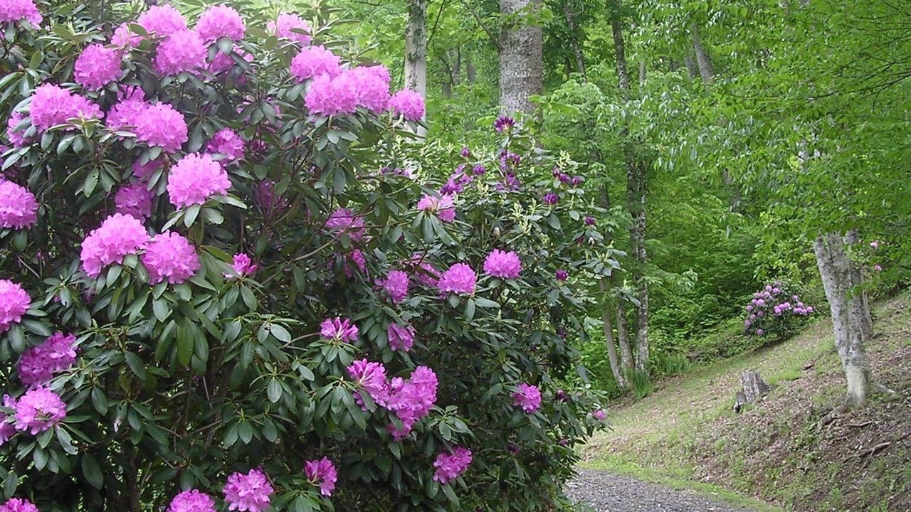 Photo of Outdoor in Bakersville