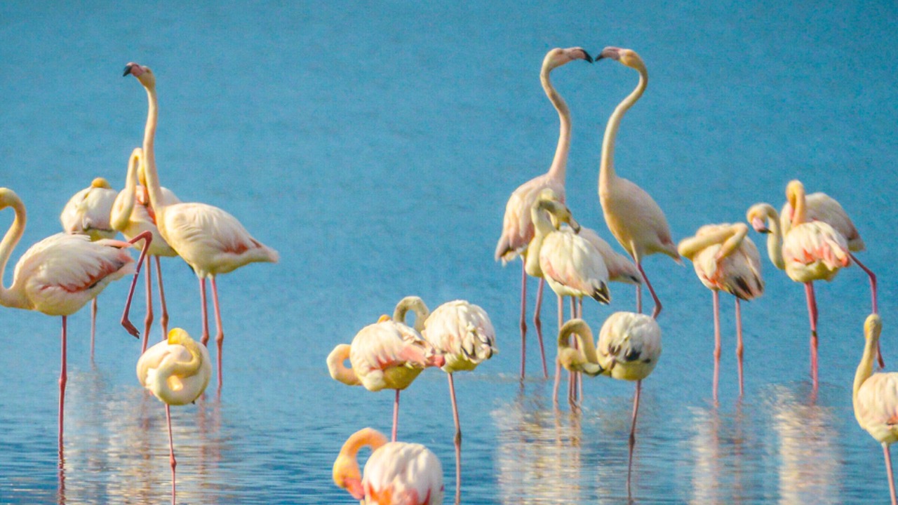 Photo of Others in Mediterranee