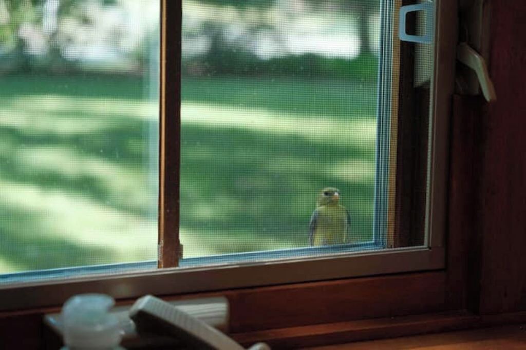 Photo of Others in Yarmouth Port