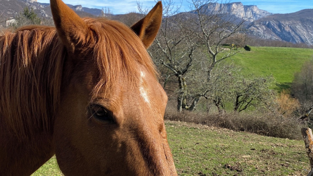 Photo of Others in Saint-Andre-en-Royans
