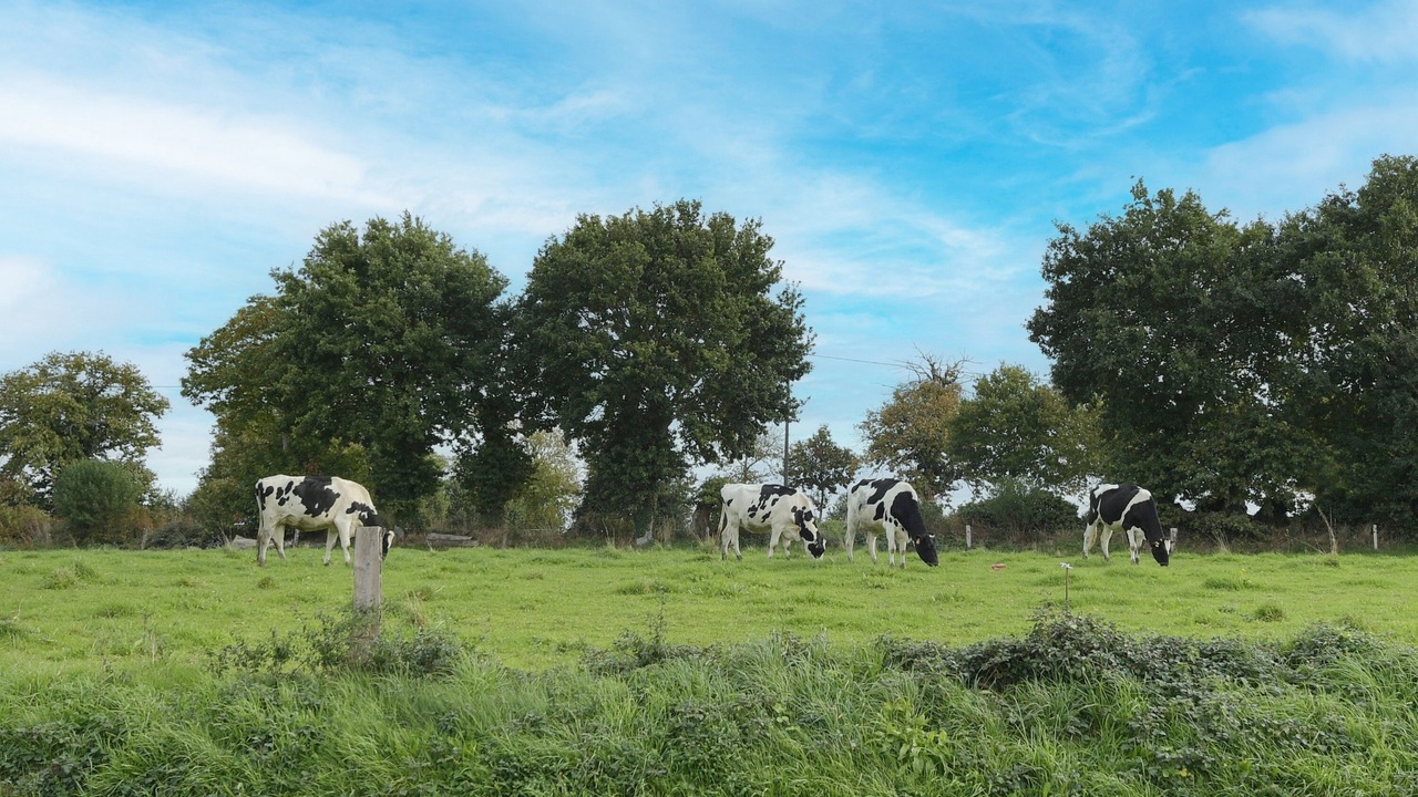 Photo of Others in Saint-James