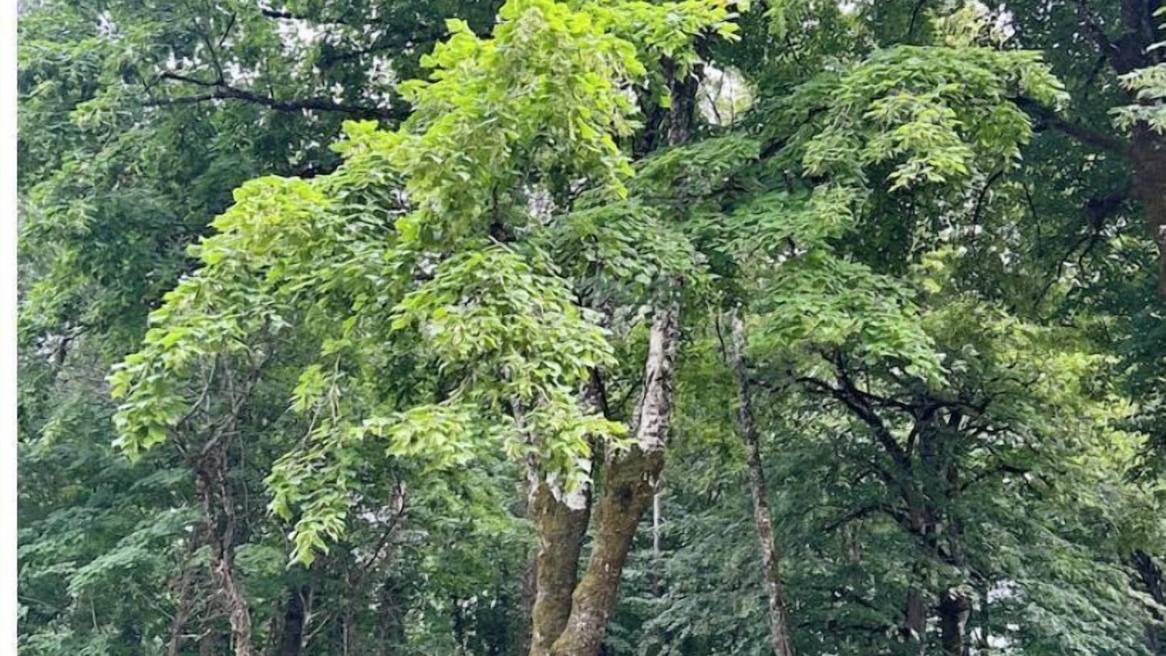 Photo of Outdoor in Livers-Cazelles