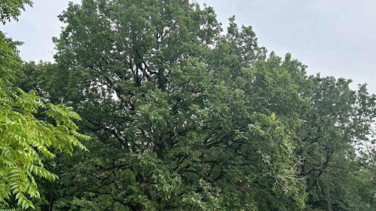 Photo of Outdoor in Livers-Cazelles