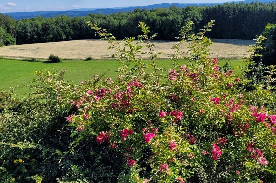 Photo of Others in Chamesol