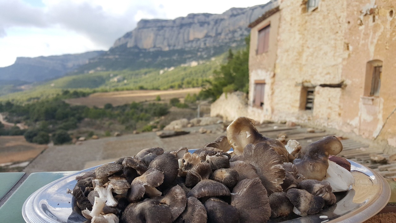 Photo of Others in La Morera de Montsant
