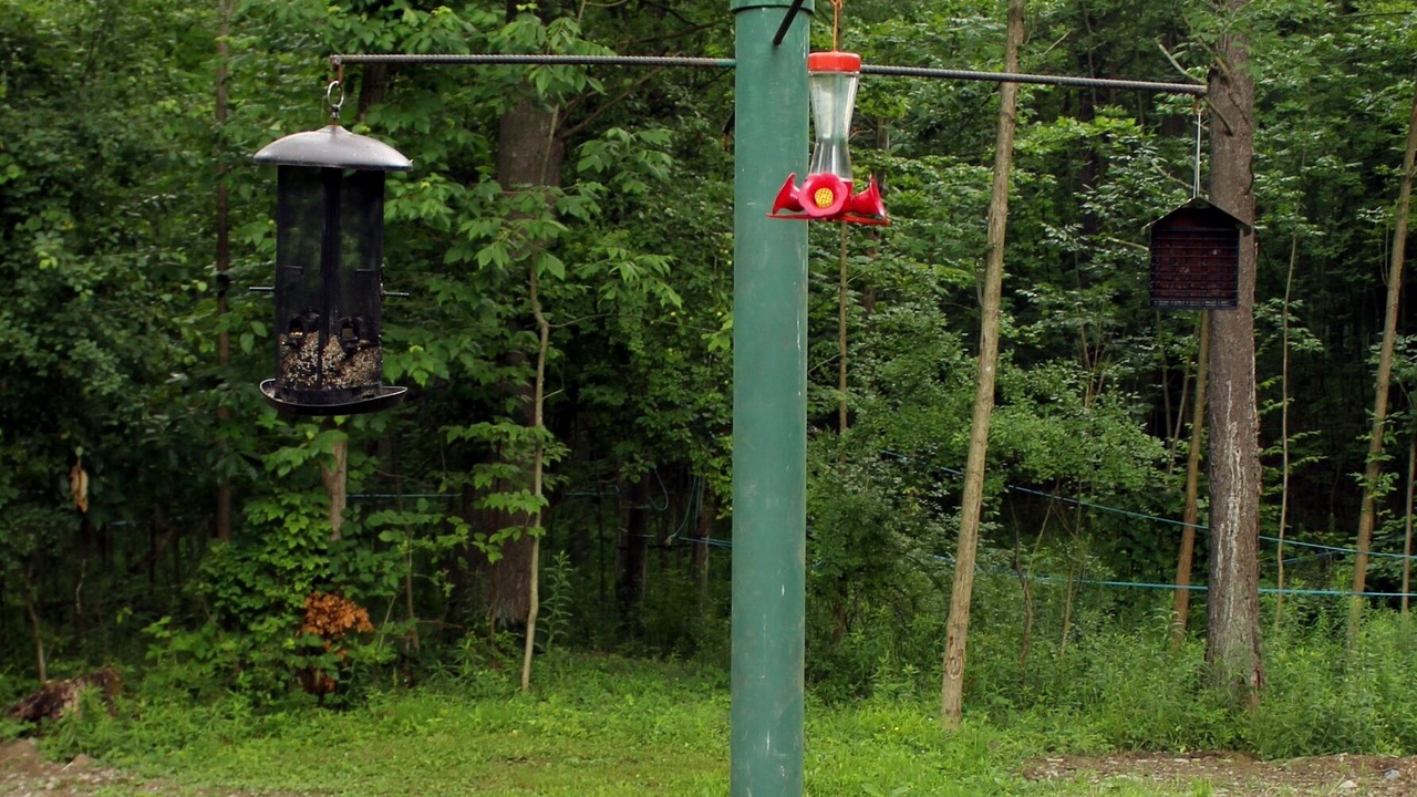 Photo of Outdoor in Dansville