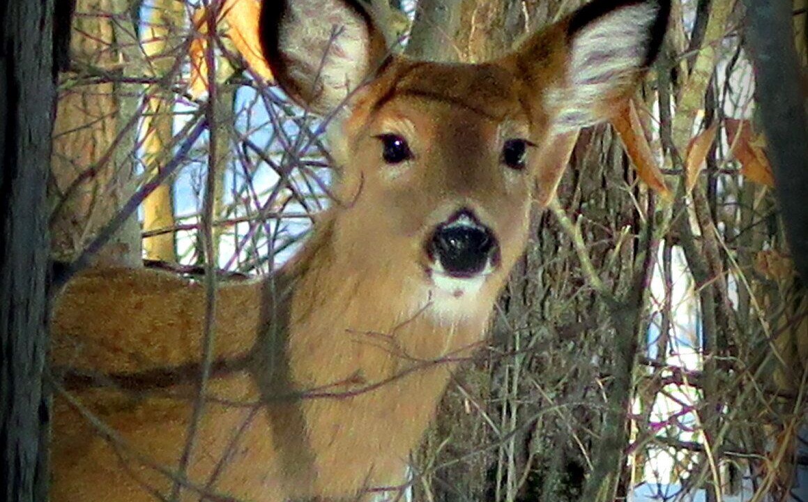 Photo of Others in Dansville