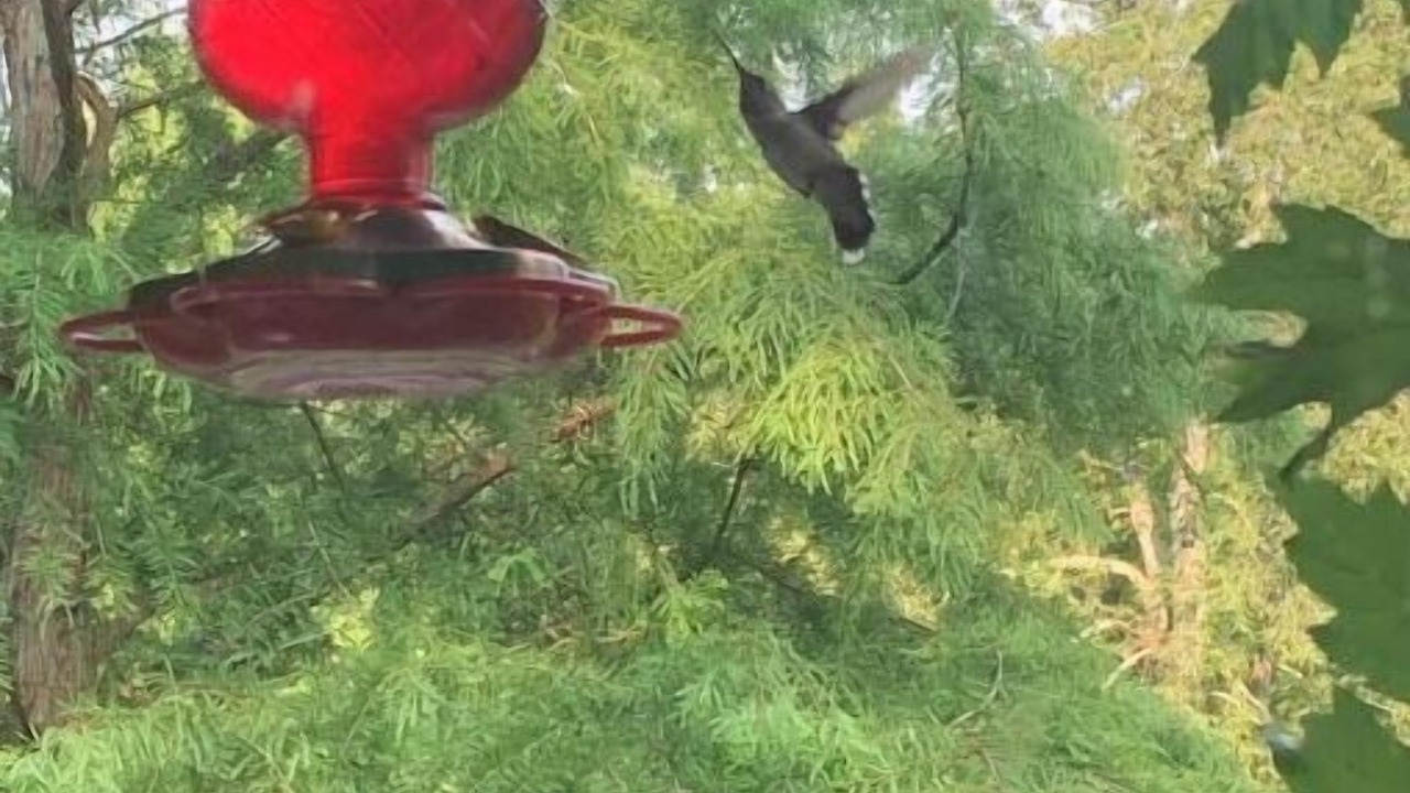 Photo of Others in Versailles