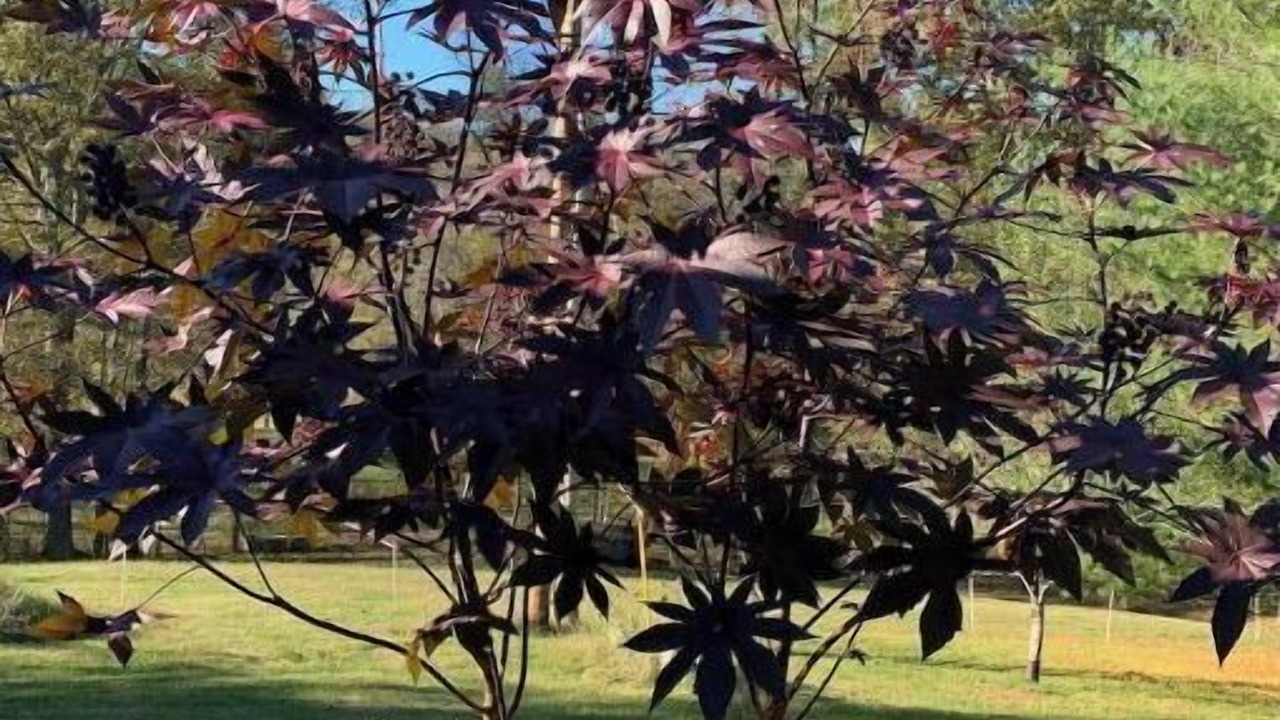 Photo of Outdoor in Versailles