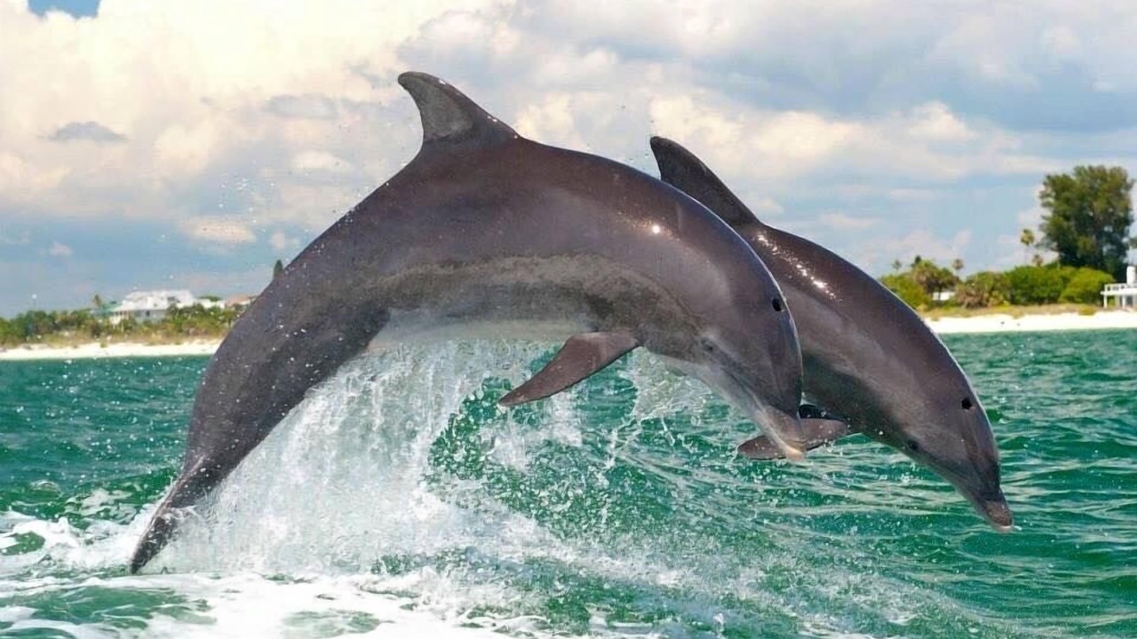 Photo of Others in Dunedin