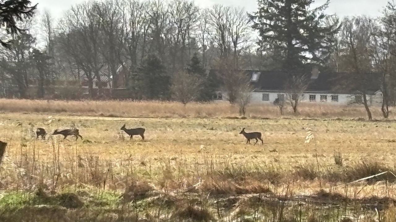 Photo of Outdoor in Bindslev
