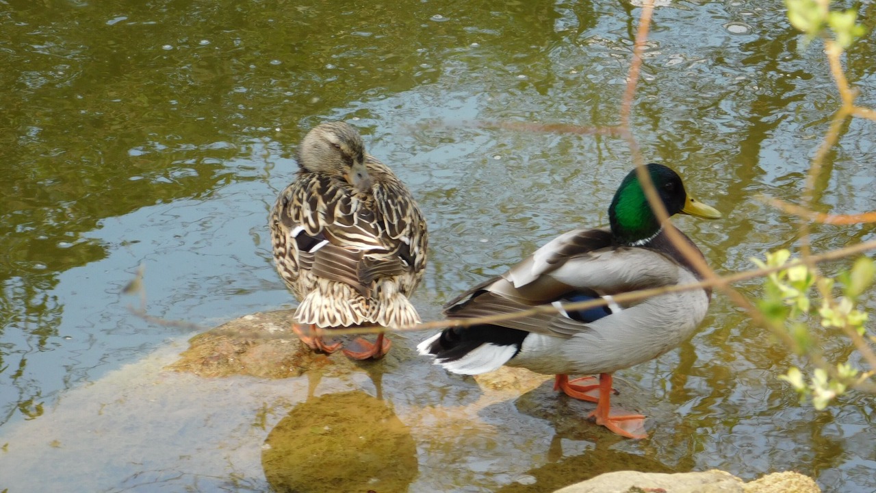 Photo of Outdoor in Saint-Denis-du-Maine
