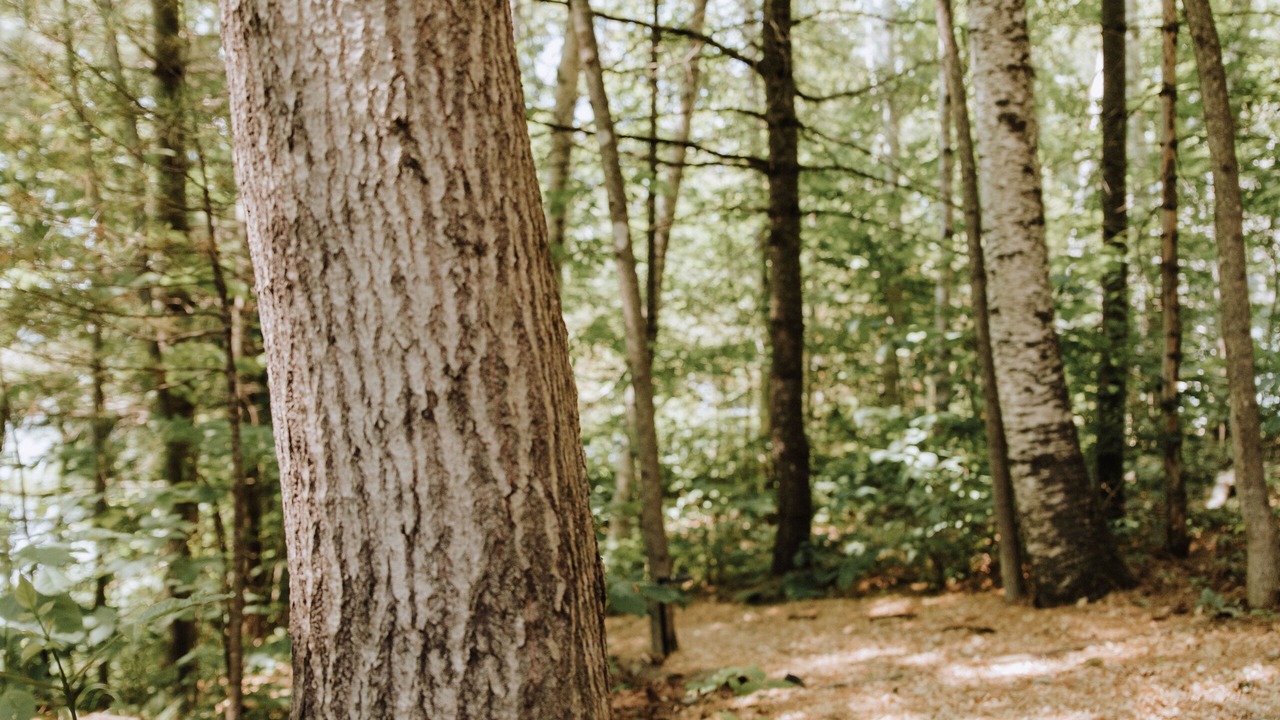 Photo of Outdoor in Liberty